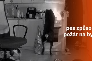 Pes zapnul sporák a způsobil požár v bytě. Celou událost zachytila kamera | Zajímavá videa