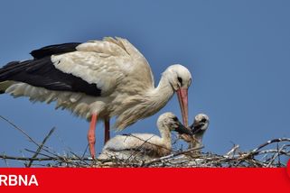 Dronař nebezpečně ohrozil hnízdo čápů. Následky by mohly být fatální