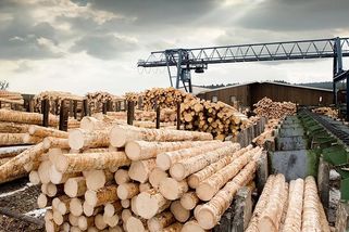 Dřevařská firma Wood Seeds dluží na úrocích z dluhopisů. Investory prosí o strpení