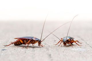 Švábi na pokoji. Na co má klient cestovky nárok - Seznam Zprávy