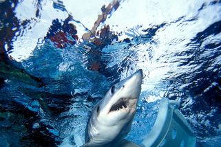 Strach u pobřeží kvůli obřímu žralokovi: „Sharkzilla“ měla útočit i na velryby