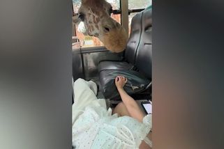 Žirafa na safari strčila hlavu přímo do autobusu. Vyděšená pasažérka řvala jako tur - Novinky