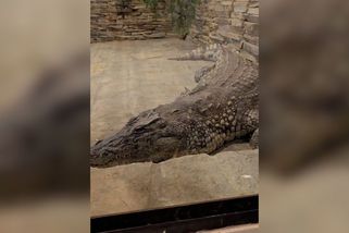 Z Vémolandu do Budějovic. Krokodýlí samice Lela si zvyká v jihočeské zoo - Novinky