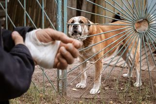 Vzteklina v Evropě zabíjí. Čeští veterináři varují kvůli případu z Itálie - Seznam Zprávy