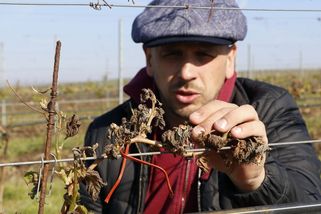Výborný chce odškodnit i nepojištěné vinaře - Novinky