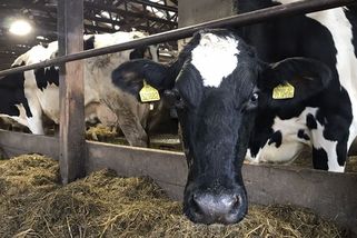 Nákaza se dál šíří, Slováci budou vybíjet celé chovy - Seznam Zprávy