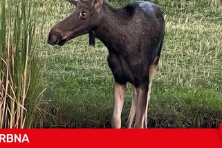 Legendární los Emil dorazil na jižní Moravu. U Hodonína se procházel po kolejích