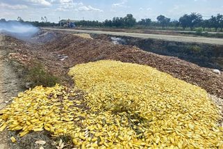 Kambodža může nově topit mangovými peckami. Díky české vědě - Novinky
