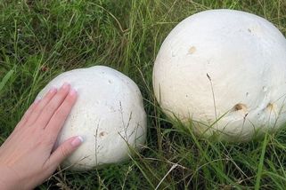 Jak najít pýchavku velkou jako fotbalový míč? Když uspějete, řízky zbydou i na pratetu - Médium.cz