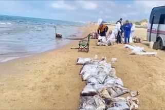 Umírají lidé, hynou ptáci a delfíni. Ropná havárie likviduje Černé moře - Novinky