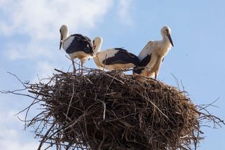 Tygr v curyšské zoo sežral mladého čápa. Návštěvníci přihlíželi a natáčeli - Novinky