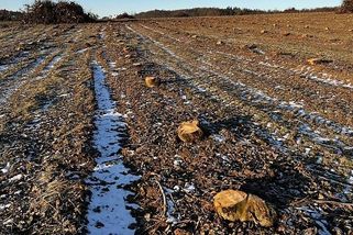 Soumrak českých jablek. Ve Vilémově zlikvidovali 16 hektarů stromů