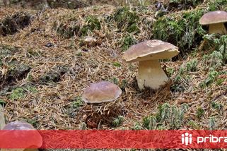 Houbaři vyrazili do lesů! Policie varuje před každoročními pátracími akcemi po ztracených houbařích