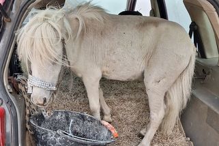 Řidička v Německu vezla v autě poníka, zaplatit pokutu odmítla - Novinky