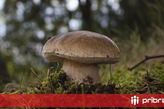 V Brdech rostou hřiby ve velkém. Ne každý hřib je obyčejný pravák
