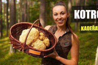 Kotrč kadeřavý: Jak ho najít, očistit a připravit nejlepší recepty | Šumavská houbička v lese