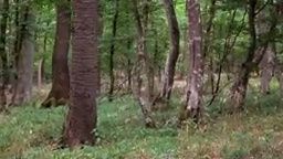 Vstup jen pro odvážné! Fotr na tripu vlezl do lesa, ve kterém bylo spatřeno UFO a mizí tu lidé | Fotr na tripu
