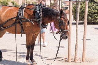 Arogantní kočí na Mallorce chrstnul turistce vodu do obličeje. Svědkyně scénu natočila - Novinky