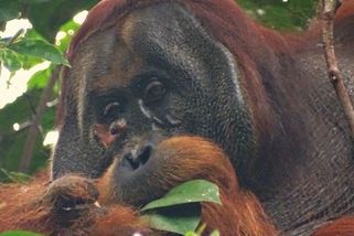 Orangutan nadchl vědce. Otevřenou ránu si ošetřil léčivou rostlinou - Novinky
