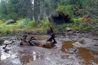 Unikátní záběry. Jelen si dopřál koupel v rašeliništi v Tatrách - Novinky