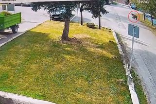Záběry medvěda ve slovenské obci: Muž před rozběhnutou šelmou zaháněl děti - Novinky