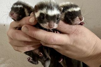 Plzeňská zoo odchovala roztomilé páchnoucí šelmičky, jako první v republice - Novinky