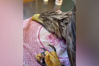 Orel si lehl a koukal muži přímo do očí. Dvě rodiny zachraňovaly zraněného dravce na Strakonicku - Novinky