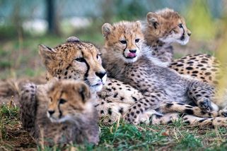 FOTO: Puntíkatý poklad. Gepardí paterčata nadchla pražskou zoo - Novinky