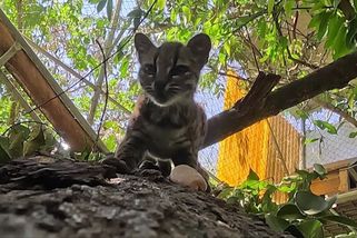 Video: To není obyčejná kočka. Velký vědecký objev se skrýval všem před očima - Seznam Zprávy