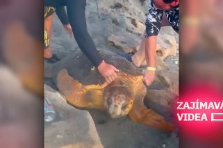 Nešťastná želva uvízla. Lidé neváhali a přispěchali na pomoc | Zajímavá videa