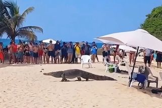 Po pláži v Kolumbii se promenádoval krokodýl. Ohromení návštěvníci ho natáčeli - Novinky