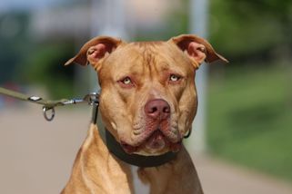 Pitbul v Thajsku zabil prvního majitele i ženu, která jej zachránila před utracením - Novinky