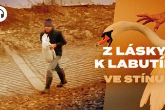 Muž odnáší labuť z Vltavy. Pátrali jsme, kam zmizela pražská hejna - Seznam Zprávy
