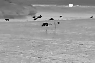 Na poli u slovenské obce Očová natočili 26 medvědů - Novinky