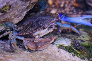 Invazivní modrý krab ničí Jadran. Vědci proti němu nasazují tisíce chobotnic - Médium.cz