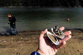 Fotky: Zachraň škeble! Tisícovky z nich odkrývá klesající hladina Slap - Seznam Zprávy
