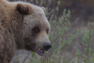 Šest minut řevu a pak nic. Timothy Treadwell zbožňoval medvědy, jeden ho rozsápal přímo před kamerou - Médium.cz
