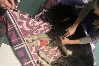 Psa na Šumpersku někdo postřelil a pohřbil zaživa - Novinky