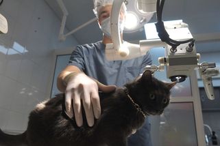 Veterinář v Anglii spáchal sebevraždu. Měl úzkosti ze zbytečného utrácení domácích mazlíčků - Novinky