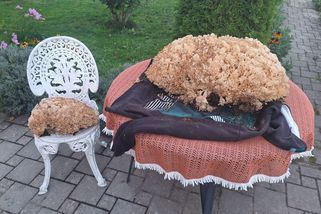 Obří kotrč měl zůstat v lese. Houbař z Tachovska nevěděl, že jde o vzácný druh - Novinky