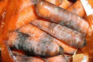 Odkrojit plíseň a zbytek sníst? Toxiny mohou být rakovinotvorné, varuje SZÚ - Novinky