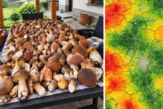 Houbařům nebudou stačit košíky. Aktualizovaná mapa ukazuje, kde houby momentálně rostou nejvíc