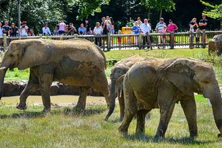 Zlínská zoo přišla o další sloní samici, nepřežila operaci - Novinky