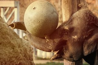 „Problémy v zoo? O ničem jsme nevěděli, prověříme to,“ slibuje vedení Prahy - Seznam Zprávy