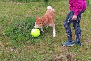 Pan Akita: Šílený pes ještě nemusí být blázen. Má jen zoomies - Médium.cz