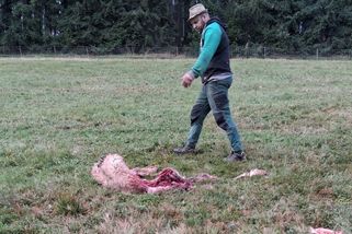 Na Šumavě smečka vlků rozsápala stádo ovcí - Novinky