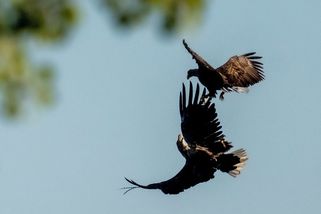 FOTO: Orli hodují na jihočeských rybnících - Novinky