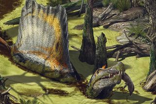 Spinosauři a slané slzy: Nový pohled na život nejpodivnějších dinosaurů