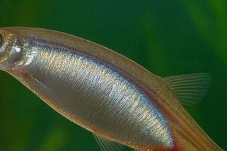 Vandelie, postrach Amazonie. Lidem se prokouše do močového měchýře, poté uhyne. Je obětí omylu - Médium.cz