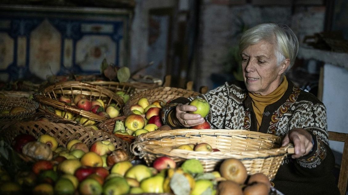 Fotky: Hledá „zapomenuté“ ovoce. Staré odrůdy mohou lépe zvládat výkyvy počasí - Seznam Zprávy